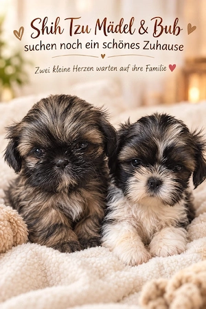 2 wunderschöne Shih Tzu Welpen sind auf der Suche nach einem schönen zu Hause 