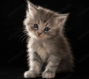 Maine Coon Prinzessin Blau 