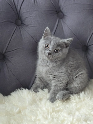 BKH Katzenbaby Blue weiblich 