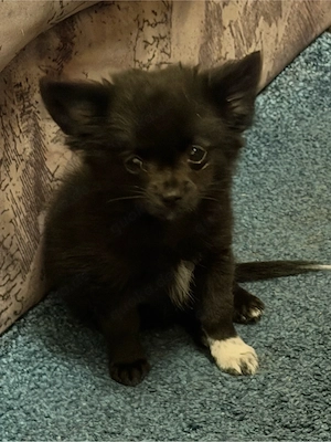 pomchi R de