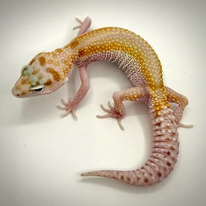 0.1 W&Y Pastel Leopardgecko   NZ 2025
