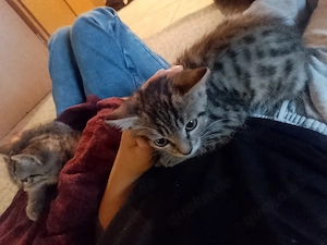 katzen Babys abzugeben