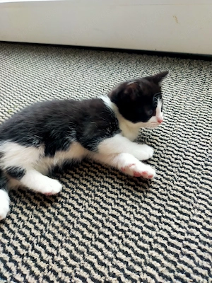 Babykatze Weibchen