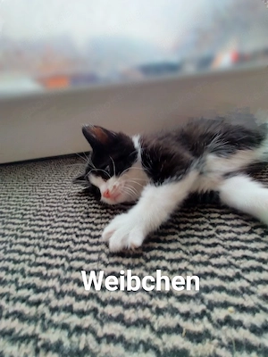 Babykatze Weibchen