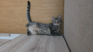 Kater sucht sein Für-immer-Zuhause 