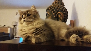 BKH Kitten