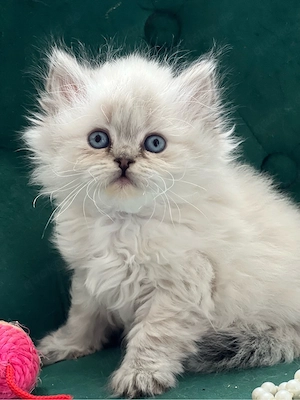 Wunderschöne BKH & BLH Chinchilla Kätzchen mit großen blauen Augen