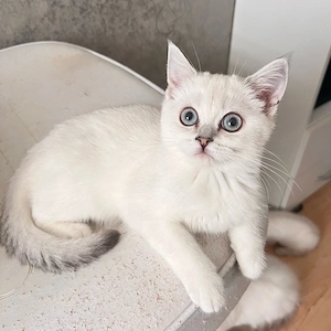 Wunderschöne BKH  Chinchilla Kätzchen mit großen blauen Augen