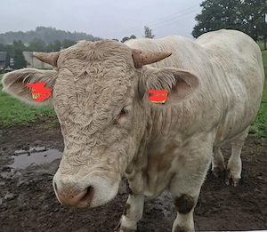 2 Chairolais Bullen