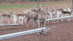 Verkaufe Sika (Dibowski)  und Damwild