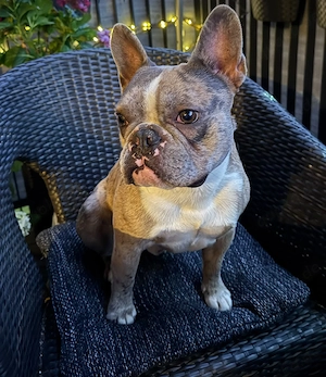 Französische Bulldogge