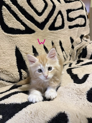 Maine Coon Kitten