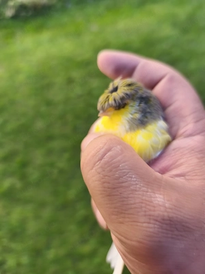 Kanarienvogel 