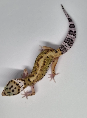 Lavender Stripe het Eclipse pos het Tremper 