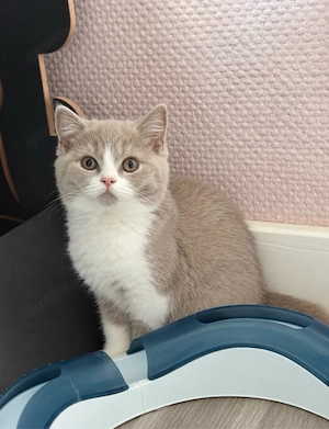 2 bkh kitten mit stammbaum abgabe bereit 