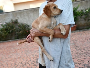 Eva sucht ihr Zuhause (noch auf Sardinien) Bild 2