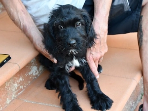 Eckardo sucht sein Zuhause (noch auf Sardinien)