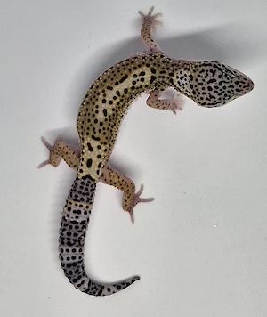 Black Night Cross het. Eclipse Blizzard  Leopardgecko 