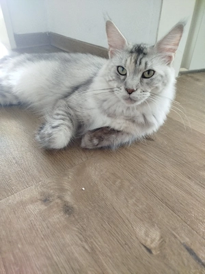 wunderschönes Maine Coon Mädchen 16 Monate alt sucht ihr für immer Zuhause 