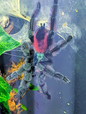 SUCHE: Adultes Caribena versicolor Weibchen 