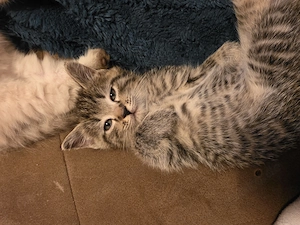 Never-Masquaraden-Mix Kitten