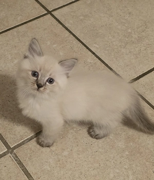 Never-Masquaraden-Mix Kitten