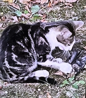 Bengalmix - schnurrt sofort