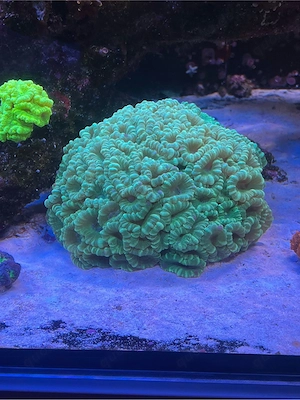 Caulastrea Mint