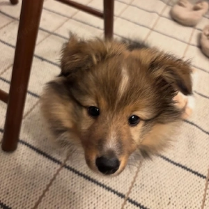 Rico   Liebevoller 13 Wochen alter Sheltie sucht sein Für-immer-Zuhause