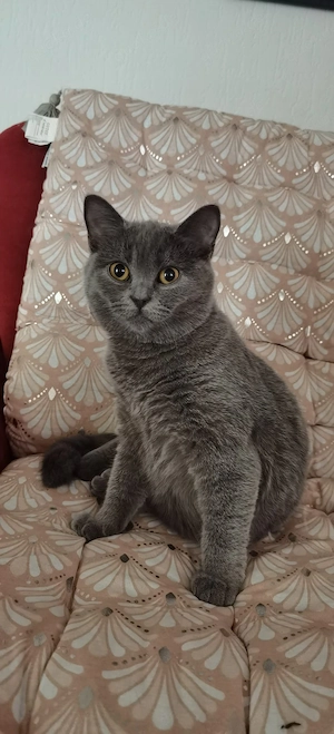 reinrassige BKH kitten