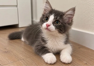Türkisch-Angora-Mix, Kater, Geimpft sucht liebevolles Zuhause