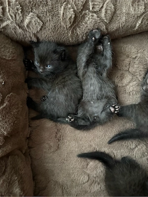 BKH Kitten abholbereit