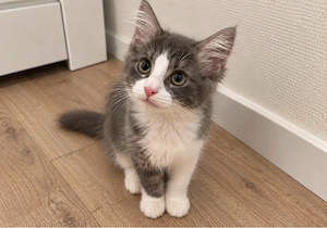 Türkisch-Angora-Mix sucht liebevolles Zuhause