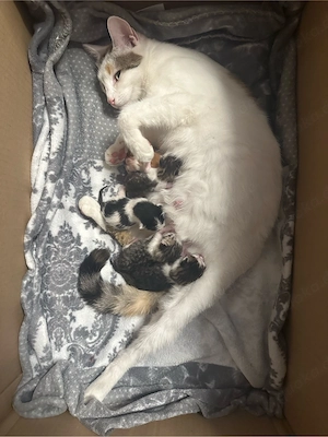 Babykatzen für verkaufen