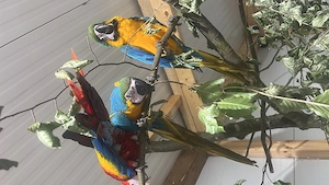 Gelbbrustara super zahm, Freiflieger weiblich  Bild 2