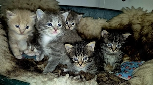 Xxl Maine Coon Mix Kitten