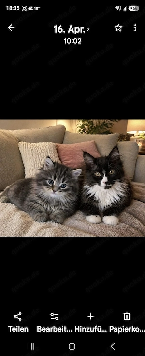 reinrassige maine coon kitten 
