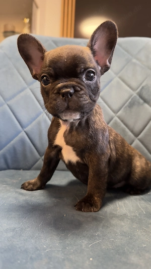 Franz. Bulldoggen Welpen 