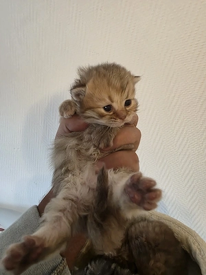 Katzenbabys