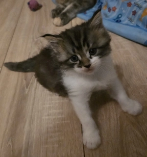 Maine Coon Kitten 