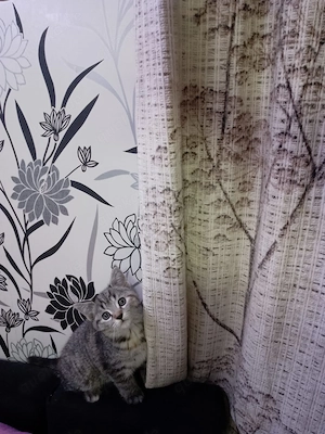 Wunderschöne  Kitten