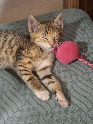 kleine romy cirka 3 monate alt 