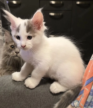 Maine Coon Kitten 