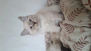 Neva masquarade Kater mit Stammbaum männlich sibirische