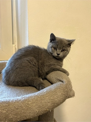 BKH Kitten