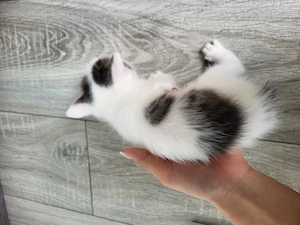 Baby Katze zu verkaufen 
