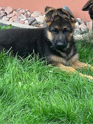 Reinrassiger Deutscher Schäferhundwelpen abzugeben!
