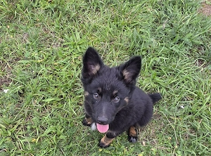 Altdeutsche Hütehund Welpen 