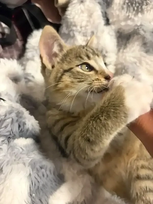süßer kater gino 3 monate alt 