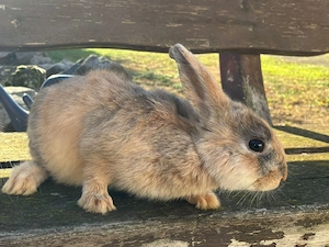 Zwergkaninchen Kastrate 